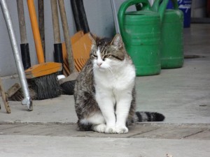 Remise-katten  